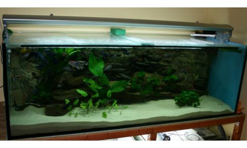 Malawi Mbuna Becken 756l